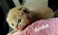 BKH of the plush faces - Aruba - Britisch Kurzhaar Katze